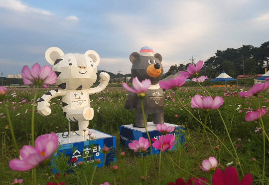 9일 가을의 전령사 코스모스가 활짝 핀 강원 강릉시 경포 저류지에 설치된 2018 평창동계올림픽 마스코트 수호랑·반다비가 올림픽이 다가오고 있음을 알려주고 있다.      강릉에서는 동계올림픽 전 종목의 빙상경기가 열린다.